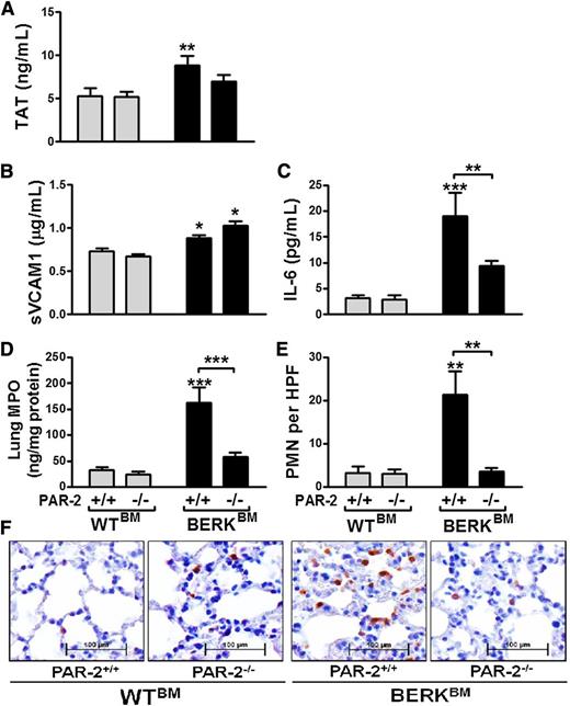 Figure 5. Role of PAR-2 in vascular inflammation in SCD. (A-E) Plasma levels of TAT (A), sVCAM-1 (B), IL-6 (C), and MPO (D) and average number of neutrophils (E) in the lung of PAR-2+/+ or PAR-2−/− mice transplanted with bone marrow from WT (n = 8-9) or BERK (n = 8-12) mice. (F) Representative lung sections demonstrating neutrophil infiltration in four different groups of mice. Neutrophils stain as brown. Asterisks directly above the bars indicate statistically significant difference between BERKBM mice compared with WTBM mice within the same PAR-2 genotype (*P < .05, **P < .01, and ***P < .001).