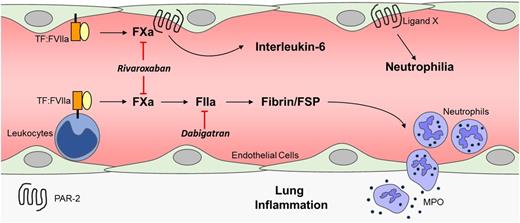 Figure 6. Proposed role of FXa and thrombin in vascular inflammation in SCD. FSP, fibrin split product.
