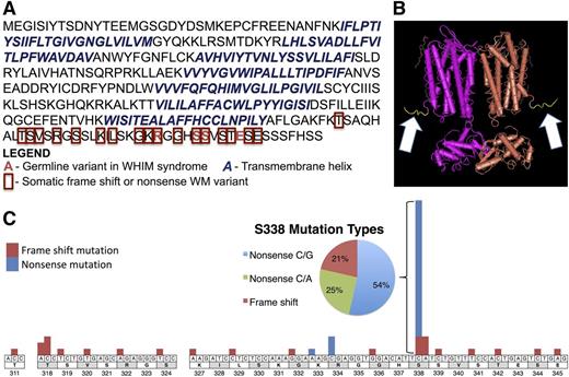 Figure 1. Somatic CXCR4 mutations in WM are similar to those found in WHIM syndrome. Somatic CXCR4 nonsense and frameshift mutations found in 177 WM patient samples. (A) Protein sequence for the canonical full-length transcript (NP_003458.1) demonstrates that similar to the variants responsible for WHIM syndrome, these mutations result in a truncation of the cytosolic tail containing the regulatory phospho-serines leaving the seven transmembrane helix region involved in signaling and ligand binding intact. (B) The crystal structure of homodimeric CXCR4 with the carboxyl terminal tail highlighted in yellow and indicated by the white arrows. (C) Precise location and number of WHIM-like somatic mutations in WM at transcript level and detailed mutation-type summary of the most frequently mutated amino acid, S338.