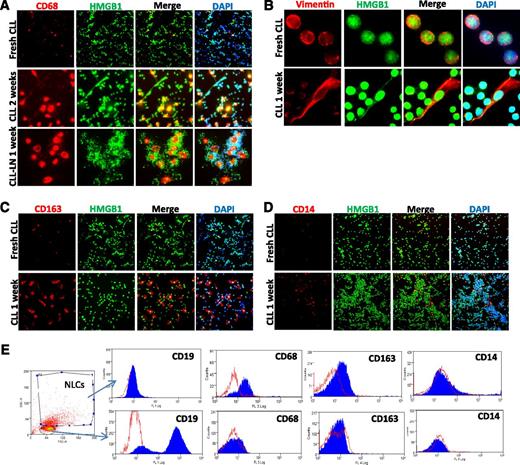 Figure 3. NLC in vitro differentiation. Expression of (A) CD68, (B) vimentin, (C) CD163, and (D) CD14 of in vitro differentiated NLCs. Fresh CLL cells or CLL LN single cells were cultured in 4-well chambered slides for 1 to 2 weeks. Fresh CLL cell slides were fixed the day of separation from blood. Slides were costained with a rabbit anti-HMGB1 antibody (green) and DAPI. (E) Determination of NLC marker proteins by flow cytometry. CLL mononuclear cells were cultured for 2 weeks. Cells were fixed/permeabilized and then stained with anti–CD14-FITC, anti–CD68-PE, and anti–CD163-Allophycocyanin or relative isotype controls. The NLC population that is CD19-AF-488 negative and contains larger sizes (forward scatter) and high granulation (side scatter) was selected for marker protein analysis. Empty peaks were those stained with isotype controls and solid peaks were cells stained with specific antibodies. The flow cytometry profiles in the lower panel represent negative expression of 3 markers from selected small CD19-AF-488–positive CLL cells. Data shown are 1 of the typical CLL samples from 3 individual cases studied.