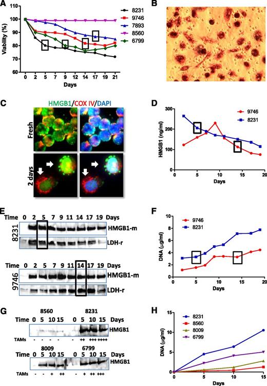 Figure 4. Association between HMGB1 release and NLC differentiation. (A) Association between cell viability and NLC differentiation. Cell viability of each sample was monitored every 2 or 3 days using a Cell Viability Analyzer (Beckman Coulter). The box represents the day on which NLCs were first identified. (B) Observation of NLCs by MTT staining. After 1 or 2 weeks of culture, the cells in suspension were removed. Cells were then cultured with fresh medium containing 0.5 mg/mL MTT for 2 hours. (C) HMGB1 passive release. CLL cells were cultured for 2 days on chambered slides. After fix/permeabilization, cells were costained with rabbit anti-COX IV (red) and mouse anti-HMGB1 (green) antibodies. Arrows indicate a typical phenomenon of HMGB1 passive release from the cells. (D-E) Time course of HMGB1 release determined by (D) ELISA and (E) western blotting in 2 representative cases of 6 independent cases examined. HMGB1 release into culture medium was monitored over 19 days. Conditioned medium was collected every 2 or 3 days and stored at −80°C. Ten or 40 µL of conditioned medium was used for ELISA assay or western blotting, respectively. Western blotting was probed with an anti-HMGB1 mouse antibody first and then reprobed with an anti-LDH rabbit antibody. (G) Determination of HMGB1 release by western blotting. Four CLL samples were cultured for 15 days, and conditioned medium was collected in every 5 days. Numbers of NLCs were quantified by MTT staining at the 15th day. The amounts of NLCs indicated as −, +, ++, +++, and ++++ were 0%, 10%, 25%, 50%, and >75% coverage of the well. (F,H) DNA concentration in the conditioned medium. Two hundred microliters of conditioned medium was used to determine DNA concentration. Boxes in A, D, E, and F indicate the time when NLCs were observed. Numbers in each chart are CLL sample IDs.