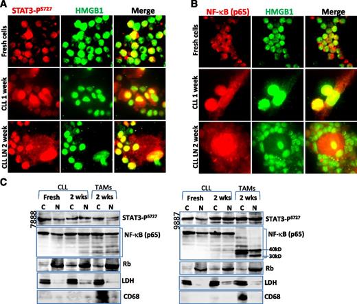 Figure 6. Nuclear translocation of STAT3 and NF-κB. (A-B) Immunofluorescent staining of (A) STAT3-PS727 and (B) NF-κB in cells before and after cell culture for 1 or 2 weeks. Slides were costained with mouse (A) STAT3-PS727 or (B) NF-κB antibody, showing the red color and a rabbit anti-HMGB1 antibody, showing green. Yellow color indicates nuclear colocalization between STAT3-PS727 or NF-κB with HMGB1. (C) Detection of STAT3 and NF-κB activation by cellular fractionation. Cytoplasmic (C) and nuclear (N) proteins were extracted using NE-PER Nuclear and Cytoplasmic Extraction Reagents. Fifty micrograms of proteins was loaded onto each lane. Mouse anti-STAT3-PS727 or NF-κB antibody was used for determination of nuclear translocation of each protein, and mouse anti-Rb and rabbit anti-LDH antibodies were used as marker for nucleus and cytoplasm, respectively. CD68 was used as a marker for NLCs.