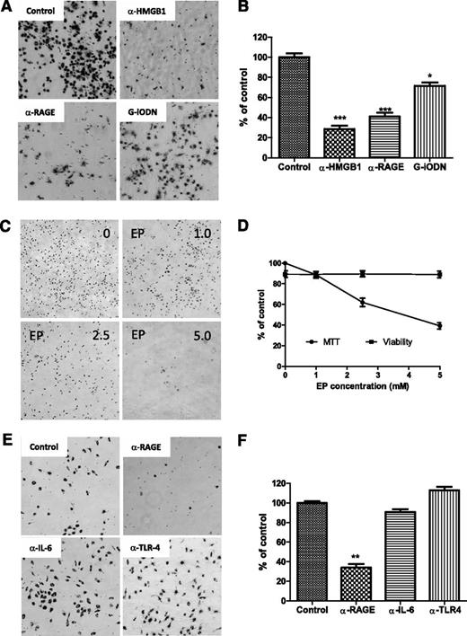 Figure 7. Blocking differentiation of NLCs. (A,C,E) CLL cells were cultured for 1 week individually with different neutralizing antibodies or inhibitors. Suspending CLL cells were removed gently prior to adding the MTT solution. After incubation with MTT for 2 hours, a large amount of formazan was formed inside NLCs. Images of NLCs were taken under phase-contrast microscopy, which are displayed as larger dark cells on the bottom of plates. (B,D,F) To quantify the amount of NLCs, formazan in the cells was dissolved with isopropanol, and OD values were measured by spectrophotometry. Reduced numbers of NLCs were expressed as percentage of control. Data shown are mean ± standard deviation from 3 individual cases CLL patients with triplicate OD values. Significant changes were analyzed by the Student t test. (A-B) Blocking HMGB1, RAGE, or TLR9. Fresh CLL cells (5 × 106/mL) in 24-well plates were incubated with 10 µg/mL of anti-HMGB1 or anti-RAGE neutralizing antibody or 100 nM G-iODN for 1 week. (C-D) Inhibition of HMGB1 by EP. Cells were treated with 1.0, 2.5, and 5.0 mM of EP for 1 week. (D) Viability of CLL cells were determined by a Vi-Cell XR Cell Viability Analyzer, and MTT data represent the amount of NLCs before and after treatment with EP. (E-F) Blockade of RAGE, IL-6, or TLR4 by neutralizing antibodies. CLL cells were incubated with 10 µg/mL of anti-RAGE, anti–IL-6, or TLR4 neutralizing antibody for 1 week.