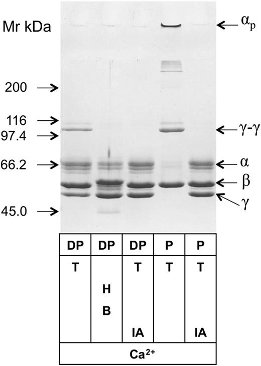 Figure 2. Fibrin crosslinking by noncomplexed free FXIII-A2 remaining in the plasma after removal of FXIII-A2B2 complex by immunodepletion. Plasma was depleted of FXIII-A2B2 and FXIII-B2 by immunoabsorption on Sepharose-linked anti-FXIII-B monoclonal antibody that reacted with both free and complexed FXIII-B. Depleted plasma (DP) and normal plasma (P) were clotted by thrombin (T) in the presence and absence of the FXIIIa inhibitor iodoacetamide (IA). Depleted plasma was also clotted by batroxobin (B) in the presence of the thrombin inhibitor hirudin (H). The fibrin clots were washed and analyzed by SDS-PAGE; fibrin α, β, and γ chains; γ-chain dimers (γ-γ); and high-Mr α-chain polymers (αp) are indicated on the figure. The table below the gel shows the components of the clotting mixture that resulted in the fibrin clot shown on the respective lane.