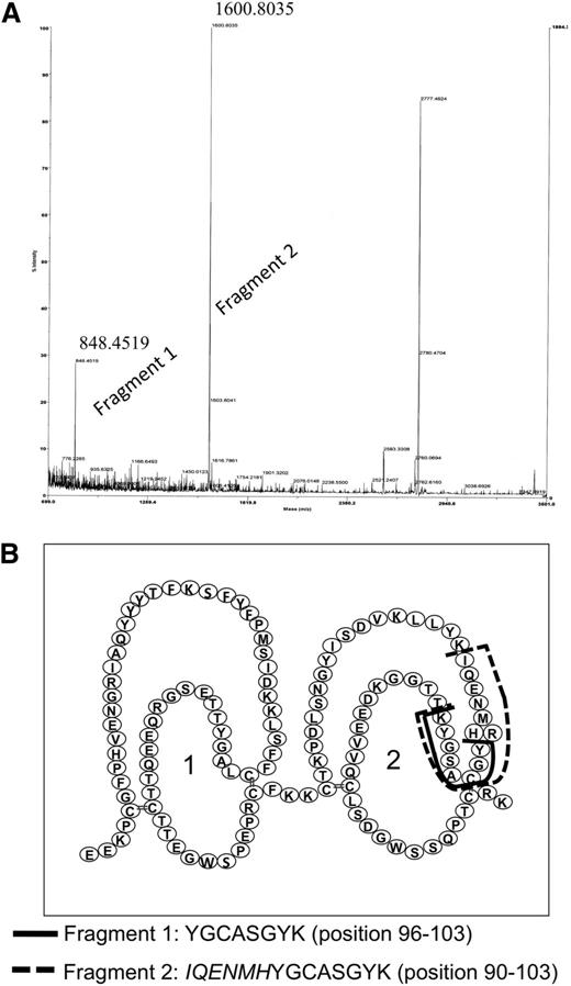 Figure 5. Identification of the epitope for anti-FXIII-B(2) antibody on FXIII-B. (A) The tryptic fragments of FXIII-B bound to anti-FXIII-B(2) antibody was identified by MALDI-TOF. The numbers above the peaks corresponding to the 2 fragments represent the measured m/z values. A third major peak at m/z 2777.47 could not be identified in the primary structure of FXIII-B. (B) The amino acid sequence of identified fragments and their location in the primary structure of FXIII-B.