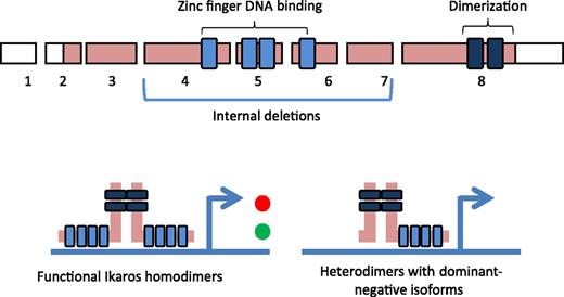 Structure of Ikaros. The N-terminal portion of Ikaros contains a DNA-binding domain with 4 zinc finger motifs. There are 2 zinc finger motifs at the C-terminal end that are essential for the formation of Ikaros homodimers. Ikaros binds directly to DNA to positively (green) or negatively (red) regulate expression of target genes. Internal deletions in exons 4 to 7 are common alterations that attenuate the DNA-binding capacity of Ikaros, and these deletions produce a dominant-negative isoform that results in loss of tumor-suppressor function of the WT allele, so that the transcriptional activity is lost (exons not drawn to actual scale).7