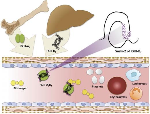 FXIII-A2 and FXIII-B2 syntheses occur in cells of bone marrow origin and liver, respectively. The FXIII-A2B2 complex assembles in the plasma, where it subsequently circulates in a complex with fibrinogen.