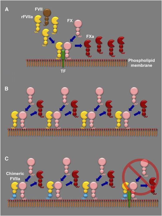The different proposed models to explain rFVIIa dosing in hemophilia. (A) In the TF-dependent model, high doses of rFVIIa (yellow) compete with endogenous FVII (brown) for binding to their cofactor TF (green) on a phospholipid membrane. The rFVIIa in the TF-rFVIIa complex can then rapidly cleave circulating FX (pink) to its active form (FXa, red), as well as any endogenous FVII complexed with TF (not shown), further enhancing FXa generation. (B) In the TF-independent model, generation of FXa by rFVIIa is essentially by direct FX activation on a phospholipid membrane in the absence of TF. The contribution of the TF-rFVIIa complex is minor (not shown). (C) In the report by Feng et al, the authors generate a chimeric mouse FVIIa molecule that has the Gla and first epidermal growth factor domains from mouse FIX (cyan). As a result, in contrast to wild-type mFVIIa, the chimeric molecule has lost its TF-dependent activity (far right) and can only generate FXa by direct FX activation on a phospholipid membrane. Feng et al report that, when administered in hemophilic mice, both wild-type mFVIIa and the chimeric mFVIIa exhibit similar hemostatic capacity, suggestive of a TF-independent action.