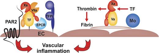 SCD vascular inflammation is caused by microthrombotic events of TF expressed by myelomonocytic cells (Mo) and amplified by abnormal red blood cells and/or activated platelets. Noncoagulant endothelial cell (EC) TF-dependent FXa-PAR2 signaling contributes independently to inflammation by increasing circulating levels of IL-6.