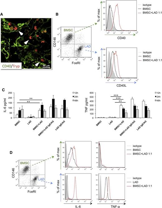 Figure 4. In vitro interaction between BM mesenchymal SCs and MCs. (A) Immunolocalization analysis shows direct interaction between tryptase+ MCs and CD40+ SCs within BM SMZL infiltrates. Immunofluorescence with Alexa-488 and Alexa-568 fluorochromes; original magnification ×400. Microphotograph is relative to 1 representative case with high CD40 stromal expression (score 3). (B) BMSCs and LAD2 MCs are driven toward upregulation of CD40 and CD40L, respectively, on 24-hour coculture. (C) IL-6 (left) and TNF (right) release measured by ELISA in the coculture medium of unstimulated or IgE-Ag-activated MCs and BMSCs after 12, 24, and 48 hours interaction. BMSC culturing in the presence of MC results in significant release of the 2 proinflammatory cytokines, even in the absence of IgE-Ag stimulation. (D) Intracellular flow cytometry after 24 hours of coculture between BMSC and unstimulated MC reveals that MCs are the only source of TNF, whereas both BMSCs and MCs contribute to IL-6 production. **P < .01; ***P < .001.