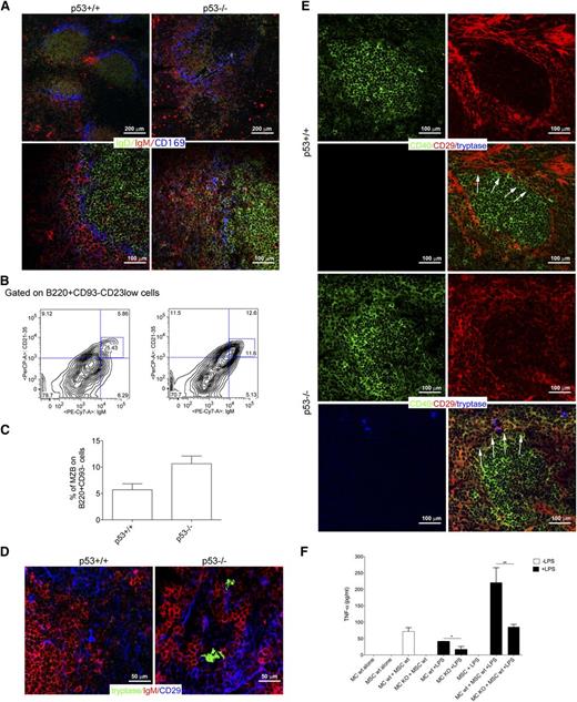 Figure 7. Crosstalk between BMSCs and MCs in mouse models. (A) Confocal microscopy analysis for IgD (green), IgM (red), and CD169 (blue) of the spleen of p53+/+ and p53−/− mice shows the expansion of IgMhighIgDlow MZ B cell in p53−/− mice compared with their wild-type counterpart. In p53+/+ mice, MZ B cells are not expanded and confined within the MZ (arrows). Upper panel original magnification ×100; lower panel, original magnification ×200. (B) Representative flow cytometry analysis showing the increased accumulation of CD21/35highIgMhigh in the spleen of p53−/− mice. The complete gating strategy is shown in supplemental Figure 6. (C) Cumulative data showing the increased percentage of MZ B cells in the spleens from p53−/− mice if compared with p53+/+ mice. (D) Confocal microscopy analysis for tryptase (green), IgM (red), and CD29 (blue) performed in the spleen of p53+/+ and p53−/− mice. Representative pictures are shown. In the spleen of p53−/− mice, tryptase+ MCs make contact with CD29+ mesenchymal cells. This interaction does not occur within the spleens of wild-type mice. Original magnification ×400. (E) Confocal microscopy analysis showing the expression of CD40 in the spleen of p53+/+ and p53−/− mice. In wild-type mice, CD40 (green) expression is restricted to the follicular area. In the spleen of p53−/− mice, CD40 is also expressed by mesenchymal CD29+ (red) cells outside the follicular area, which take contact with tryptase+ MCs (blue). Original magnification ×200. (F) TNF production was measured by ELISA in supernatants obtained from BM-MSC and MC cocultures. In this experiment, wild-type or CD40L−/− MCs were treated with 100 ng/mL LPS for 4 hours, washed, and than added to a monolayer of BM mesenchymal SCs for 24 hours. Each bar, untreated (black bars) or stimulated (white bars), represents the mean ± standard deviation of 2 independent cocultures.