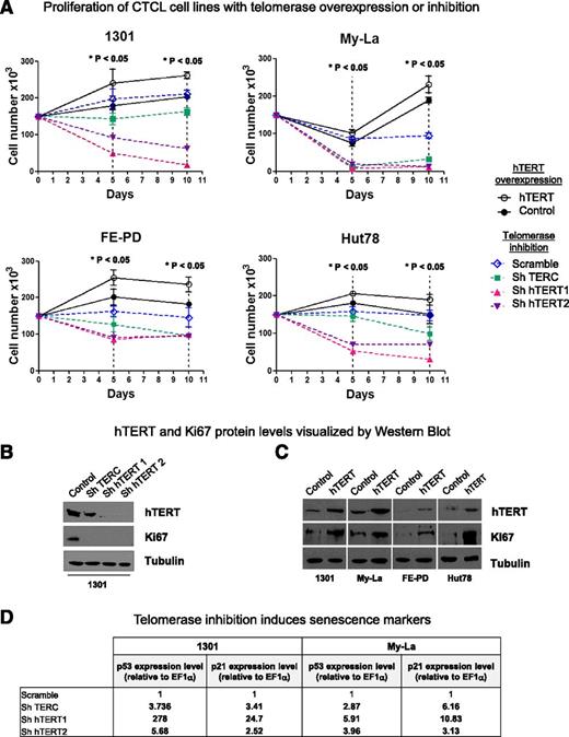 Figure 5. hTERT in necessary for cell proliferation. (A) 1301, MyLa, FE-PD, and Hut78 cell line proliferation was determined by a direct cell-counting assay after viral infection for hTERT overexpression (DsRed used as control; solid lines) or for telomerase inhibition: shTERC, shhTERT1, and shhTERT2 vs Scramble (dotted lines). Nonparametric Friedman test *P < .05. (B-C) Expression of hTERT, Ki67, and tubulin were measured by western blot analysis after (B) 10 days of telomerase inhibition or (C) hTERT overexpression. (D) Telomerase inhibition induces senescence markers: p53 and p21 expression levels (relative to EF1α) were determined on 1301 and My-La cell lines by qRT-PCR after 6 days of viral infection. Gene-specific mRNA concentration in cells infected with shTERC or shhTERT1/2 (compared with cells infected with shScramble) was calculated by the 2–ΔΔCt method.