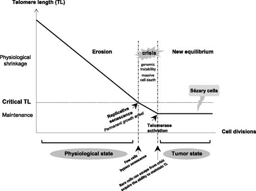 Figure 7. Diagram of TL variation according to cell division in somatic cells from physiologic to tumor state. Due to the end-replication problem in most somatic cells, loss of telomeric sequences occurs during each cell division, resulting in the gradual and predictable erosion of telomeres. When TL becomes critically short, it is believed that the telomere’s protective function is compromised. Dysfunctional telomeres are recognized as damaged DNA, which triggers a permanent growth arrest known as replicative senescence. Occasionally, cells acquire mutations (in checkpoint genes such as p53 and p16) that bypass senescence and continue to proliferate, driving further telomere erosion and culminating in a period of massive cell death and genomic instability that is termed crisis. Rare cells can escape from crisis and acquire the ability to maintain their TL, mostly by reactivating telomerase. Short telomeres associated with complex numerous chromosome aberrations and a TA seem to support that SS cells are passed-over crisis cells that have an aptitude for proliferating without limit.