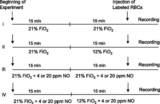 Figure 1. Treatment protocol of mice to study the effects of hypoxia and NO bioavailability on sRBC adhesion. Control and eNOS-deficient mice were treated with 4 different procedures (I-IV). The numbers of mice used for the treatments were as follows: I, 5 control mice and 5 eNOS-deficient mice; II, 5 control mice and 7 eNOS-deficient mice; III, 7 eNOS-deficient mice; and IV, 4 eNOS-deficient mice. A bolus of 2,7-bis-(carboxyethyl)-5-(and-6) carboxyfluorescein (BCECF)-labeled RBCs was injected into the mice, and 3 minutes later, the recording of microcirculation images was initiated and completed by analyzing 4 1-minute video segments. Fio2 indicates fraction of inspired oxygen in a gas mixture.