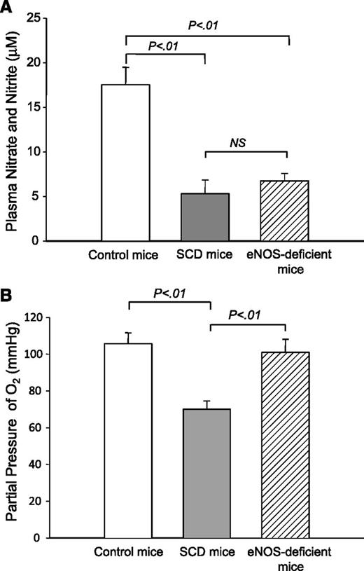 Figure 2. NO metabolite levels and Pao2 in control and eNOS-deficient mice. (A) Steady-state plasma nitrate/nitrite levels in control, SCD, and eNOS-deficient mice. Plasma nitrate/nitrite levels were determined using the Nitrate/Nitrite Colorimetric Assay Kit (Cayman Chemical). NS, not significant. (B) Pao2 levels in control, SCD, and eNOS-deficient mice. Arterial blood was drawn at baseline conditions for blood gas analysis. Values were mean ± SEM obtained from 3 to 4 mice in each group. P values are shown at the top of the figure.