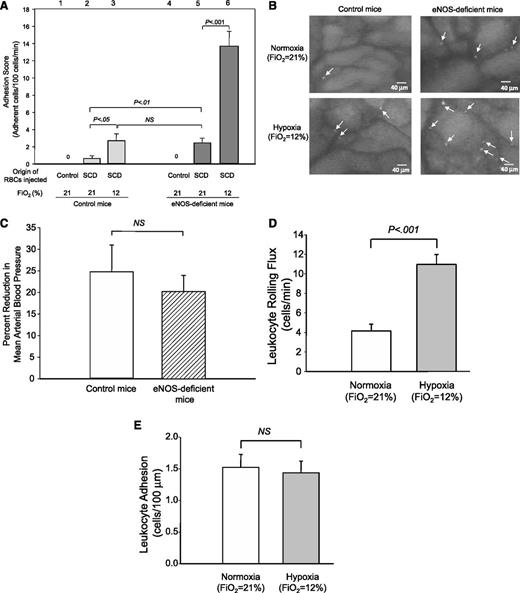 Figure 3. Adhesion of sRBC and leukocytes in control and eNOS-deficient mice under normoxia (procedure I) or hypoxia (procedure II). (A) Analysis of RBC adhesion to endothelial cells by intravital microscopy. Labeled RBCs were prepared from either control or SCD mice and injected into control or eNOS-deficient mice. Note that RBCs prepared from control mice did not adhere to endothelial cells in either control or SCD mice, suggesting that the intravital microscopy analysis eliminates false-positive cell–cell interactions. Lanes are shown at the top of figure, and the origins of injected RBCs and oxygen tensions are shown at the bottom of figure. Values were mean ± SEM obtained from 3 to 7 mice in each group. P values are shown at the top of the figure. (B) Frame-captured images from videotaped intravital microscopy of bone marrow venules in control (left panels) and eNOS-deficient mice (right panels) after injection of BCECF-labeled sRBCs under normoxia (upper panels) and hypoxia (low panels). Arrows indicate adhered sRBCs. (C) Percent reduction in MABP in response to hypoxia (Fio2 = 12%) in control and eNOS-deficient mice. Values were mean ± SEM from 5 to 7 mice in each group. (D-E) Leukocyte rolling (D) and leukocyte adhesion (E) to endothelial cells in eNOS-deficient mice at normoxia (procedure I) or at hypoxia (procedure II). PE rat anti-CD45 antibody was injected into eNOS-deficient mice. Leukocyte adhesion was quantified by counting the number of adherent cells (stationary for >30 seconds) in a 100-μM length of the vessel. Note that only leukocyte rolling is increased at the onset of hypoxia. Values were mean ± SEM from 5 to 7 mice in each group. P values are shown in the figure.