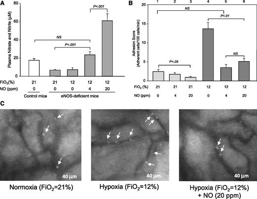 Figure 4. Effects of NO inhalation on NO metabolite levels and sRBC adhesion in eNOS-deficient mice. (A) Plasma nitrate/nitrite levels in eNOS-deficient mice that inhaled NO gas under normoxia or hypoxia. Plasma nitrate/nitrite levels were determined using the Nitrate/Nitrite Colorimetric Assay Kit (Cayman Chemical). Values were mean ± SEM from 3 to 4 mice in each group. P values are shown in the figure. (B) Modulation by NO inhalation of sRBC adhesion in postcapillary venules of eNOS-deficient mice. eNOS-deficient mice were treated with 4 or 20 ppm NO gas at normoxia (procedure III) or hypoxia (procedure IV). Values were mean ± SEM from 5 to 7 mice in each group. P values are shown in the figure. (C) Frame-captured images from videotaped intravital microscopy of bone marrow postcapillary venules in eNOS-deficient mice after injection of BCECF-labeled sRBCs under normoxia, hypoxia, and hypoxia with 20 ppm NO. Arrows indicate adhered sRBCs.