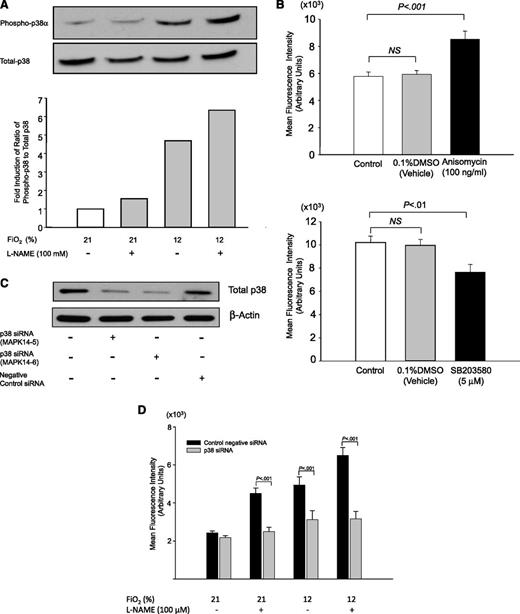 Figure 6. P-selectin expression in HUVECs is regulated by p38 kinase pathways. (A) Phosphorylation of p38 kinases increases in HUVECs treated with hypoxia for 1 hour with or without the NOS inhibitor l-NAME (100 μM). A representative blot was shown from 3 independent experiments. (B) P-selectin expression on the cell surface of HUVECs is regulated by p38 kinases. HUVECs were treated with anisomycin (100 ng/mL) (upper panel) or SB203580 (5 μM) (lower panel) for 1 hour, and P-selectin expression on the cell surface was evaluated by immunofluorescence microscopy as described in “Materials and methods.” MFIs were calculated by scanning fluorescence images with ImageJ v1.43 (NIH). (C) Knockdown of p38 kinase expression in HUVECs by siRNA constructs. Western blot showing that p38 siRNA, but not control negative siRNA, decreased total p38 protein by 50% to 66% in HUVECs at 48 hours. (D) P-selectin expression in HUVECs transfected with siRNA constructs for p38α kinase (gray columns) and negative control siRNA (black columns). Expression of P-selectin on the cell surface of HUVECs was quantitated by immunofluorescence microscopy as described in “Materials and methods,” and MFIs were calculated by scanning fluorescence images with ImageJ v1.43 (NIH).