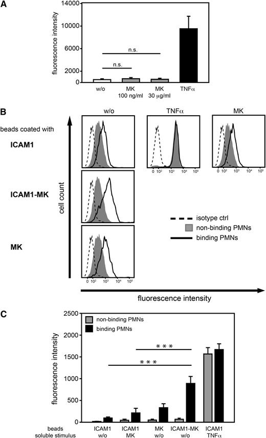 Figure 4. The high affinity conformation of β2 integrins was promoted by immobilized MK. (A-C) Flow cytometric analysis of the high affinity conformation of β2 integrins of human PMNs using the mAb24 antibody. (A) Quantitative analysis of median fluorescence intensity of isolated PMNs left unstimulated (w/o) or stimulated with soluble MK at various concentrations (100 ng/ml or 30 μg/ml), or TNF-α (100 ng/ml) for 15 minutes at 37°C (n = 4). (B) Analysis of the high affinity conformation of β2 integrins of human PMNs using the mAb24 antibody or control antibody following incubation with microparticles coated with ICAM1 (ICAM1), ICAM1 and MK (ICAM1-MK), or MK (MK), and left untreated (w/o) or after stimulation with soluble MK (100 ng/ml), or TNF-α (100 ng/ml) for 15 minutes at 37°C. Histograms are representative of 6 independent experiments. (C) Quantitative analysis of median fluorescence intensity of mAb24 epitope expression of PMNs binding or nonbinding to coated microparticles (n = 6). (A, C) Show median ± SEM. ***P < .001.