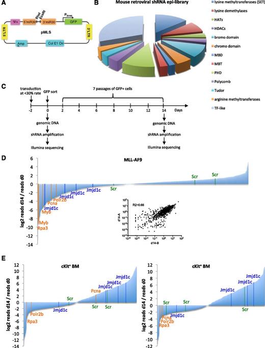 Figure 1. Pooled shRNA screens with mouse retroviral shRNA epi-library. (A) Schematic map of the pMLS vector. (B) Categories of chromatin-associated factors represented in the mouse retroviral shRNA epi-library. (C) Screening strategy. Mouse primary MLL-AF9 AML cells or c-Kit–enriched mouse BM cells were transduced with the epi-library. Two days after transduction, GFP+ cells were FACS sorted, and cells were harvested at day 0 and day 14 for genomic DNA. shRNA hairpins were amplified by PCR and submitted for sequencing. (D) Screening result in MLL-AF9 AML cells. Data are presented as the ratio of normalized read number at day 14 to normalized read number at day 0 for each shRNA in the library. The result is an average of 2 replicates. Positive controls: orange; negative (nontargeting): green; shRNAs targeting Jmjd1c: blue. Inset shows correlation of normalized reads per shRNA between 2 replicates. (E) Screening result in c-Kit–enriched BM cells. Two independent experiments are presented. Control and Jmjd1c shRNAs are marked as in (D).