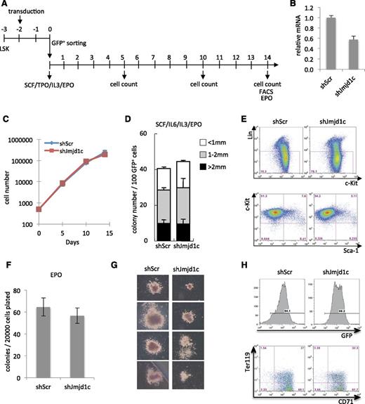 Figure 3. The effect of Jmjd1c KD on growth and differentiation of LSK cells. (A) Experimental overview. (B) Relative expression of Jmjd1c mRNA in Lin–Sca-1–c-Kit+ cells transduced with nontargeting control (shScr) or Jmjd1c-targeting shRNA (sh868) at day 2 after transduction. These cells were sorted in parallel with LSK cells used in the experiment. (C) Proliferation of shScr- and shJmjd1c-transduced LSK cells in liquid culture. (D) Number of hematopoietic colonies generated by shScr- and shJmjd1c-transduced LSK cells in semisolid media supplemented with stem cell factor (SCF), interleukin-6 (IL-6), IL-3 and erythropoietin (EPO). (E) Flow cytometry analysis of lineage markers c-Kit and Sca-1 expression in Jmjd1c-depleted and control cells 14 days after sort. (F) Number of erythroid colonies generated by shScr- and shJmjd1c-transduced LSK cells in semisolid culture supplemented with EPO. (G) Erythroid colony morphology generated by shScr- or shJmjd1c-transduced cells. (H) Flow cytometry analysis of Ter119 and CD71 expression in cultures generated in (F).