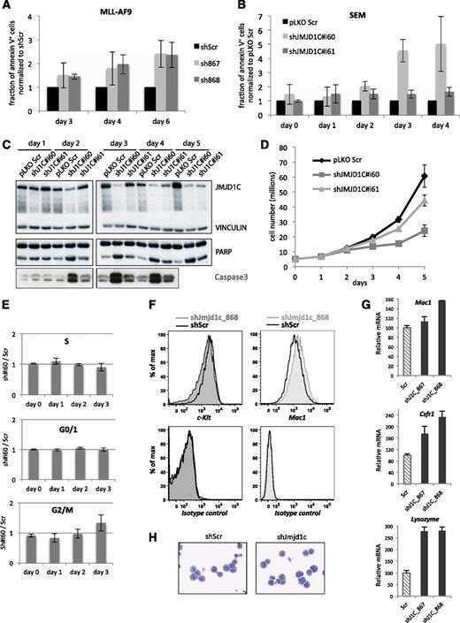Figure 5. JMJD1C depletion triggers apoptosis. (A) Relative percentage of annexin V–positive MLL-AF9 cells at 3, 4, and 6 days after transduction with nontargeting control (shScr) or shRNAs targeting Jmjd1c (sh867 and sh868). Average of 3 independent experiments; error bars indicate standard deviation. (B) Relative percentage of annexin V–positive SEM cells over a time course starting from IPTG induction at day 0. Average of 3 independent experiments, error bars indicate standard deviation. (C) Western blot showing JMJD1C, poly ADP ribose polymerase, and caspase 3 levels in control (pLKO Scr) and JMJD1C-depleted SEM cells (shJ1C#i60 and shJ1C#i61). Vinculin was used as a loading control. (D) Number of SEM cells over a time course of JMJD1C KD induction by IPTG. Fresh IPTG was added at days 0, 2, and 4. (E) Cell cycle analysis of JMJD1C-depleted SEM cells (sh#i60) compared with control cells (Scr). Error bars indicate standard deviation (n = 3 for days 0 to 2; n = 2 for day 3). (F) Flow cytometry analysis of c-Kit and Mac1 expression in MLL-AF9 cells with shScr or shJmjd1c. (G) Relative mRNA levels of the indicated genes in cells transduced with shScr or shJmjd1c. (H) Representative images of May-Grünwald-Giemsa–stained MLL-AF9 cells transduced with shScr or shJmjd1c.