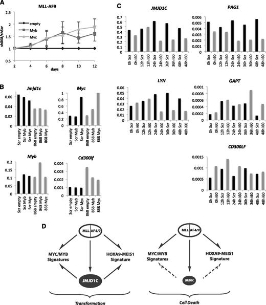 Figure 7. JMJD1C contributes to MLL-rearranged leukemia maintenance by affecting MYB, MYC, and HOXA9-MEIS1 gene expression programs. (A) MLL-AF9 cells were cotransduced with pMLS-YFP carrying shScr or shJmjd1c (868) and empty vector or pMSCV-GFP vector expressing mouse Myb or Myc complementary DNA. Normalized ratios of GFP+YFP+ cell percentages between shJmjd1c and shScr samples are plotted over a 10-day time course starting from day 2 after transduction. Average of 3 independent experiments. Error bars indicate standard deviation. (B) Relative mRNA levels of the indicated genes in MLL-AF9 cells from one of the experiments in (A). (C) Relative mRNA levels of the indicated genes in SEM cells over a 48-hour JMJD1C inducible KD time course with 12-hour intervals. (D) Model for MLL-rearranged implementation of transformation programs. JMJD1C, MYC, MYB, HOXA9, and MEIS1 are bound and their transcription is maintained by MLL-AF4 and MLL-AF9. In the presence of sufficient levels of JMJD1C, cells remain transformed. However, upon reduction of JMJD1C levels, transformation and stem cell programs are hindered through deregulation of MYC, MYB, and HOXA9-MEIS1 target gene expression, leading to cells displaying an apoptotic phenotype.