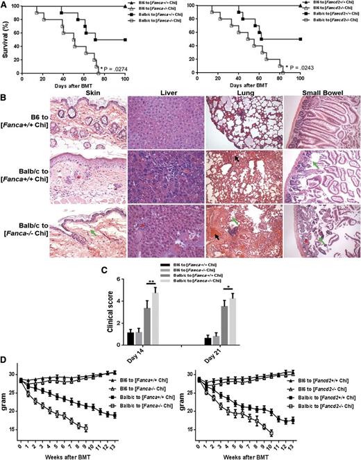 Figure 3. FA chimeras exhibit increased GVHD-inducing potential. (A) Survival of secondary BM transplanted chimeras. 5 × 106 BMCs plus 5 × 106 splenocytes from WT C57BL/6 mice (B6, H-2b+, CD45.2+) or 10 × 106 WBMCs plus 5 × 106 splenocytes from Fanca−/− (left) or Fancd2−/− (right) mice (C57BL/6: B6, H-2b+, CD45.2+) were transplanted to lethally irradiated Boy J recipients (C57BL/6: B6, H-2b+, CD45.1+). Donor-derived chimera (CD45.2+) were assessed at 4 months after BMT. The recipients with greater than 95% donor-derived chimera were then subjected to 2nd BMT by 9 Gy irradiation and injecting 5 × 106 BM cells along with 2 × 106 T cells isolated from either B6 (syngeneic; H-2b+, CD45.2+) or Balb/c (allogeneic; H-2d+, CD45.2+) mice. Survival of the mice was monitored by Kaplan-Meier curve method. (B) Histopathologic examination of GVHD target organs. Tissue sections (skin, liver, lung, and small intestine) were stained with hematoxylin and eosin and examined by microscope. Asterisks show lymphocytic infiltrates; green arrows show tissue destruction; black arrows show focal alveolar hemorrhages in lung. The specimens shown are representative images of 5 mice in each group with similar histologic features. (C) GVHD clinical scores were determined as a measure of GVHD severity on days 14 and 21 after allogeneic BMT. Data are presented as means plus or minus SD of 2 independent experiments (n = 7 to 10 per group). (D) Weight loss of the recipients. Average weights are shown for mice described in (A). Data are presented as means plus or minus SD of 2 independent experiments (n = 7 to 10 per group).