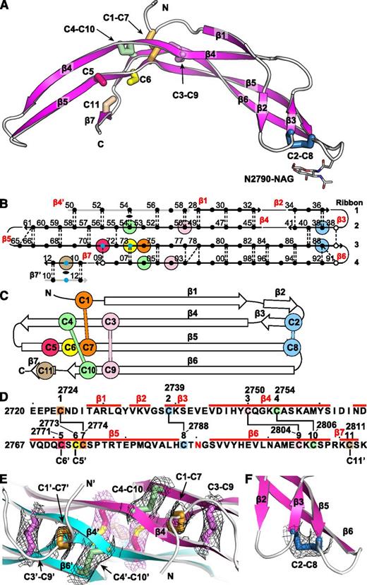 Figure 1. The VWF CTCK monomer crystal structure. Cysteines are colored consistently throughout the panels here and in other figures. (A) Ribbon diagram with cysteines shown in stick and the N-linked carbohydrate in thin stick. (B) β-Sheet diagram. Each backbone hydrogen bond is shown as a dashed line. Residues 2728 to 2812 are numbered as in pre-proVWF, except the first 2 digits are omitted for clarity. β4′ and β7′ from the other monomer are in gray. Residues in β-sheet framework and loops are shown in solid and open circles, respectively. Cysteines are surrounded with larger colored circles and those in inter-chain disulfides are also marked with small blue circles. The dyad axis at the β4 and β7 strands is marked with a lens. (C) Topology diagram. (D) Sequence, secondary structure, and disulfide connectivity. Cysteines are shown both in order C1 to C11 and with their residue numbers. (E-F) Experimental electron density after solvent flattening at disulfides. Density at 1σ around cysteine sidechains is shown as mesh in black around intra-chain disulfides and in purple around inter-chain disulfides. (E) The CKs in each monomer. (F) The C2-C8 disulfide.