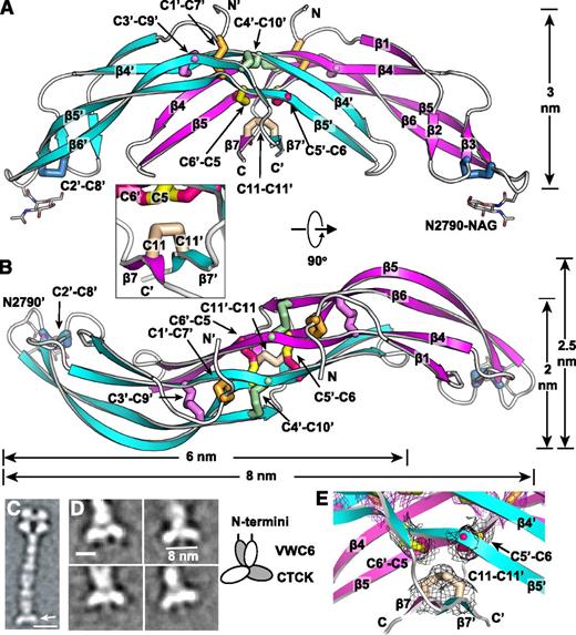 Figure 2. The VWF CTCK dimer crystal structure. (A-B) Two ribbon diagram views with each monomer in a different color and an inset showing another view of the β7 strands. Disulfides are shown in stick and colored as in Figure 1. (C-D) EM class averages with data from.13 (C) The VWF dimeric bouquet (arrow) in a C-terminal fragment extending from the A3 to the CTCK domain. (D) Class averages of the same fragment, recalculated with centering on the CTCK domain. Scale bars are 10 nm in A and 5 nm in D. A schematic interpretation is shown to right. (E) Experimental electron density around disulfides as in Figure 1E-F. Mesh is contoured at 1σ around cysteine sidechains and is shown in black for inter-chain disulfides and in purple for intra-chain disulfides.