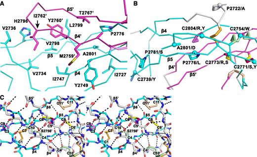 Figure 3. Structural details of the VWF CTCK dimer. (A) The hydrophobic pocket underlying the β4 and β5 strands and the β4-β5 loop in the dimer interface. Sidechains that interact across the interface are shown in stick. A2801 and P2776, involved in VWD mutations, are shown with sphere Cα atoms. (B) VWD mutations. Mutated residues are marked with Cα spheres and their native sidechains are shown in stick (some also appear in A). Disulfide bonds are shown, whether or not their cysteines are mutated in VWD. (C) Stereoview showing the high density of backbone hydrogen bonds (dashed) and disulfides in the dimerization interface. The view includes all inter-chain disulfides and the CK in each monomer.