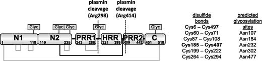 Figure 1. Domain structure of rabbit HRG showing the disulfide bridging arrangement and 5 putative glycosylation sites. The disulfide bridge between the N2 domain and the HRR/PRR region is highlighted in bold and by the black lines.