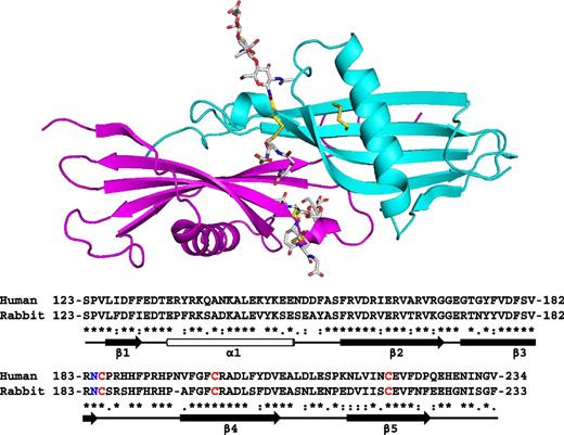Figure 2. Crystal structure of the HRG N2 domain. The structure represents a dimeric form of the N2 domain composed of 2 identical chains, A (cyan) and B (magenta). A sequence alignment of rabbit and human N2 domains is shown with secondary structure elements highlighted; β-sheets (arrows) and the α-helix (cylinder). Conserved cysteine residues are shown in red and the N-glycosylated Asn184 residue in blue.