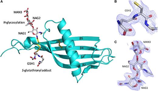 Figure 3. The cystatin-like fold of the HRG N2 domain. (A) Chain A (in the same orientation as Figure 2) is shown depicting the 5 β-strands (β1-β5) wrapping and twisting around the α-helix (α1). The internal disulfide bridge can be seen linking β4 and β5. Glycosylation at Asn184 and the S-glutathionyl adduct at Cys185 are shown. The wrapping of the β-sheet (β1-β4) round the α-helix (α1) can also be observed. (B) Fo-Fc electron density map showing the S-glutathionyl adduct (GSH1) bound to Cys185 as a mixed disulfide. (C) Fo-Fc electron density map for the carbohydrate chain linked to Asn184, showing the first 3 sugars, NAG1, NAG2, and MAN3. (B-C) Fo-Fc maps (blue chicken wire contoured at 1σ, carve radius 1.6 Å) were calculated from a model that has never contained NAG, MAN, or GSH.