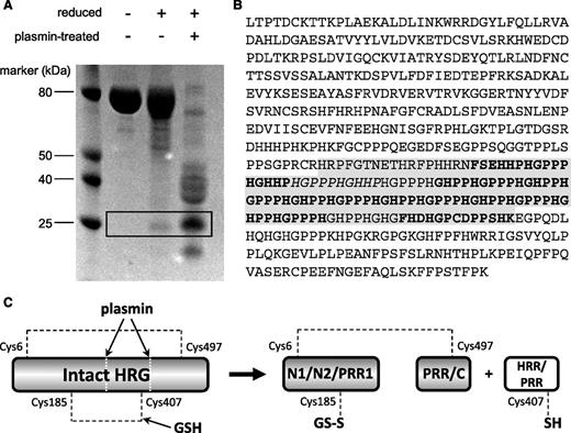 Figure 4. Assessment of HRR/PRR release in serum-purified rabbit HRG. (A) SDS-PAGE analysis of rabbit HRG following treatment with or without plasmin and DTT. The HRR/PRR band is highlighted in the box and only appears under reducing conditions. (B) MS/MS analysis of the HRR/PRR band excised from the gel. Peptide sequences giving a confidence of 99% are in bold, and those with a 74% confidence in italics. The predicted sequence of the HRR/PRR plasmin cleavage product is highlighted in gray. NCBI accession number: XP_002716393. (C) Schematic showing release of HRR/PRR following both plasmin cleavage and reduction of the Cys185-Cys407 bond of HRG by GSH. The second interdomain disulfide bond between Cys6-Cys497 remains intact holding the remaining protein domains together.