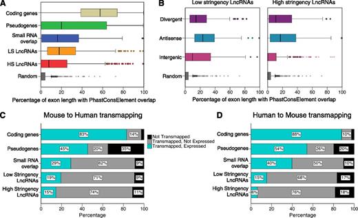 Figure 3. Most lncRNA erythroid genes are not cross-expressed in mice and humans. (A) Boxplots showing the extent to which mature RNAs overlap with PhastConsElements, reflecting DNA sequence conservation in multispecies alignments. The degree of overlap for lncRNA genes is greater than random, but lower than for coding genes. (B) PhastConsElement overlap of lncRNA genes subclassified by orientation relative to coding genes (see Figure 1G). (C) Percentages of mouse erythroid genes transmapping to the human genome and expressed in the human erythroblasts (combined transcriptomes of 5 maturational stages, as detailed in the text). Less than 20% of murine erythroid lncRNA genes are expressed in humans despite identified transmapping orthologous regions for most. (D) Percentages of human erythroid genes transmapping to the mouse genome and expressed in mouse erythroblasts showing low levels of conserved lncRNA expression. HS, high stringency; LS, low stringency.