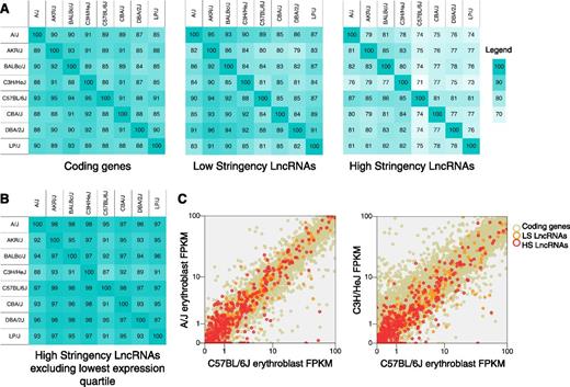 Figure 4. Murine erythroid lncRNAs are largely conserved between different mouse strains. (A) Cross-expression of coding and lncRNA genes in splenic erythroblasts of 8 different mouse strains. Note that lncRNA expression is generally conserved between strains, although at a slightly lower level than coding genes. (B) Similar analysis as in panel A, with lowest expression quartile of lncRNAs excluded, shows more than 95% conserved lncRNA expression between most strains. (C) Comparisons of coding and lncRNA gene expression levels in 2 representative pairs of mouse strains. Note that the expression levels of both lncRNA and coding genes are conserved (2-tailed Spearman’s R >0.95 for coding mRNAs, >0.89 for low-stringency lncRNAs, and >0.80 for high-stringency lncRNAs).