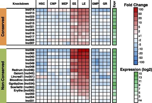 Figure 5. Mouse lncRNAs selected for RNAi studies. Twenty-seven lncRNAs were selected according to criteria described in the text. The relative expression of these lncRNAs in purified hematopoietic lineages from adult mouse bone marrow was determined using a custom oligonucleotide array and is shown graphically. “Conserved” refers to the presence of assembled orthologous transcripts detected in human erythroblasts (Figure 3C). Candidate erythroid lncRNAs shown here are upregulated 2- to 2054-fold (median 41-fold) in erythroblasts compared with multipotent progenitors. Names assigned to lncRNAs that potentially function in erythropoiesis according to RNAi studies in Figure 6 are indicated. Lnc051 was previously named “Lincred1.”32 Ggnbp2os was not detectable in primary human erythroblasts, but transcription cannot be ruled out in human K562 erythroleukemia cells (supplemental Figure 8). CMP, common myeloid progenitor; EE, early erythroblast; Expr, absolute expression level by microarray; GMP, granulocyte macrophage progenitor; GR, granulocyte; HSC, hematopoietic stem cell; LE, late erythroblast.