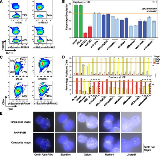 Figure 6. RNAi of multiple mouse lncRNA genes inhibits erythroblast maturation. (A) Mouse fetal liver erythroid progenitors were infected with retroviruses encoding shRNAs against lncRNAs, cultured for 48 hours in an expansion medium to maintain the immature state, and then switched to a medium that facilitates terminal maturation. Representative flow cytometry plots quantifying the proportion of anucleate reticulocytes (black rectangles) after 48 hours of maturation are shown. Hoechst 33342 is a cell permeable nuclear dye. Ter119 is an erythroid maturation marker. (B) Summary of multiple experiments showing percentage of reticulocytes in shRNA-expressing erythroid cultures after 48 hours of maturation, performed as shown in panel A. Vector-only and shLuciferase shRNAs are negative controls; shGATA1 and shFOG1 shRNAs are positive controls used to suppress expression of the essential erythroid TFs. The results of 2 different shRNAs used to knockdown each candidate are shown as pairs of bars for each lncRNA. n = 3 biological replicates. (C) Representative flow cytometry plots assessing the maturation stages of nucleated (Hoechsthigh) erythroblasts at 48 hours of maturation, using the immature erythroblast marker CD44 and forward scatter (FSC), which reflects cell size. Gates (from highest to lowest) mark early-, middle-, and late-stage erythroblasts; the percentage of cells in the late stage gate is listed. (D) Summary of multiple experiments showing maturation stage distribution of nucleated erythroblasts in shRNA-expressing erythroid cultures at 24 and 48 hours, performed as shown in panel C. Knockdown of 2 lncRNAs (Erytha and Scarletltr, dotted black rectangles) reduced the proportion of mature erythroblasts by >25% at 48 hours by 2 different shRNAs. n = 3 biological replicates. (E) Single molecule RNA fluorescent in situ hybridization (FISH) on primary mouse fetal liver erythroblasts for Cyclin A2 mRNA and for lncRNAs Bloodlinc, Galont, Redrum, and Lincred1. Single-slice images depict subcellular localization; composite images depict overall lncRNA abundance. Each composite image represents a maximum projection of a stack of z-slices taken through the volume of the cell. The nucleus is labeled blue with 4,6 diamidino-2-phenylindole, and single RNA molecules are visible as white punctate spots.