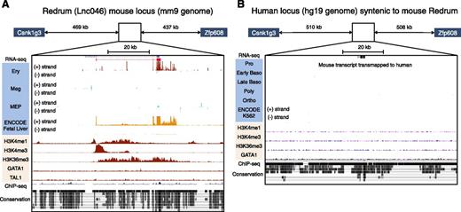 Figure 7. The mouse erythroid lncRNA Redrum is not expressed in human erythroblasts. UCSC Genome browser35 images of the mouse Redrum (Lnc046) locus (A) and the orthologous human region (B). Images for RNA-seq studies, histone modifications, and TF binding in erythroid cells are indicated. Note that active transcription (RNA-seq) and histone H3 chromatin marks occur in mice, but not humans. H3K4me3 marks the active promoter and H3K36me3 marks DNA polymerase II elongation. Mouse RNA-seq tracks are from primary fetal liver (Ter119+) erythroblasts, CD41+ megakaryocytes cultured from primary fetal liver erythroblasts, fluorescent-activated cell sorting–purified MEPs (all from this study), and mouse fetal liver erythroblasts analyzed by ENCODE. Mouse ChIP-seq tracks are from fetal liver (Ter119+) erythroblasts. Human RNA-seq tracks are from umbilical cord blood CD34+-derived erythroid cultures fractionated by flow cytometry into 5 different stages (pro, early basophilic, late basophilic, polychromatophilic, and orthochromatic erythroblasts).14 Histone modifications tracks are from ENCODE K562 erythroleukemia cells36; the GATA1 track is from ENCODE peripheral blood–derived erythroblasts.35