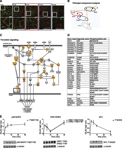 Figure 1. Phosphoproteomic data recapitulate canonical thrombin signaling. (A) Immunostaining for PECAM-1 (green) and VWF (red) of SILAC BOECs treated with 1 U/mL thrombin for the indicated time. The bottom panels show zoomed-in areas (boxed) in the top panels. Bar = 50 µm. LSM510 confocal laser scanning microscopy (Carl Zeiss), ×63/1.4 oil objective. (B) Three principal components that captured 67.8% of the total variance of the BOEC phosphoproteome changes during thrombin stimulation are shown. Principle component analysis was performed on the SILAC ratios of the phosphosites quantified in all experiments. Colors are as in (A). (C) Thrombin signaling according to Ingenuity. MS-identified phosphoproteins are shown in gray, and those for which significantly regulated phosphosites were measured are indicated with an orange border. Each P indicates a distinct regulated phosphosite, reported in (D). (D) Detailed list of the phosphosites depicted in (C). Bold, functional phosphosite (according to PhosphoSitePlus); ^, redundant site. The reported amino acid position refers to the protein within the protein group for which a reference number (referred to as UniProtKB) was found in the PhosphoSitePlus database. (E) Mean and standard deviation for the MS-based quantifications. Western blot analysis for phospho mitogen-activated protein kinase (MAPK)1/ERK2 (Y187), phospho MAPK3/ERK1 (Y204), phospho MAPK14/p38 MAPK (T180/Y182), and phospho MYL/MLC (T19/S20). Time points are as indicated in (A). α-tubulin was used as loading control.