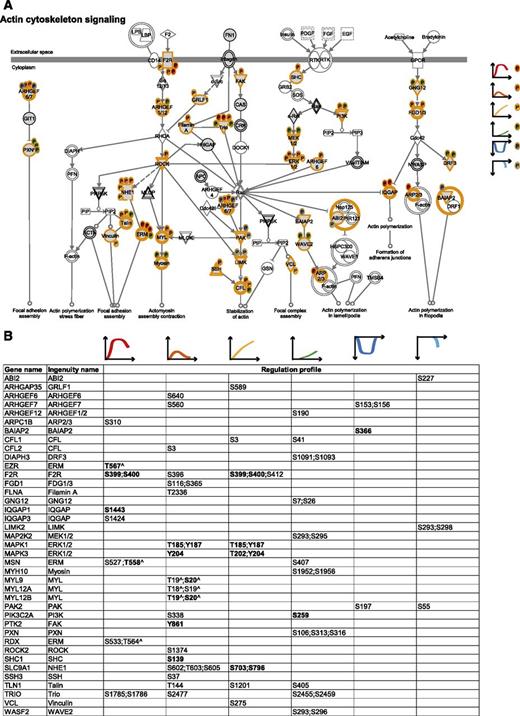 Figure 3. The cytoskeletal machinery. (A) Actin cytoskeleton signaling. MS-identified phosphoproteins are shown in gray, and those for which significantly regulated phosphosites were measured are indicated with an orange border. Each P indicates a distinct regulated phosphosite, and the color is the same as the cluster it belongs to, according to Figure 2A. (B) Detailed list of the phosphosites depicted in (A). The reported amino acid position refers to the protein within the protein group for which a reference number (referred to as UniProtKB) was found in PhosphoSitePlus database. Bold, functional phosphosite (according to PhosphoSitePlus); ^, a redundant site.