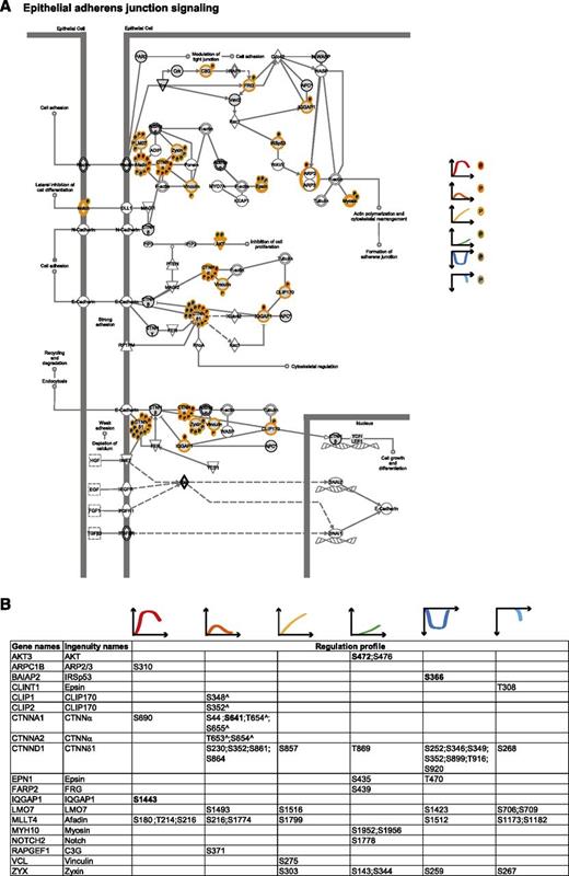 Figure 4. Adherens junction signaling. (A) Epithelial adherens junction signaling. MS-identified phosphoproteins are shown in gray, and those for which significantly regulated phosphosites were measured are indicated with an orange border. Each P indicates a distinct regulated phosphosites, and the color is the same as that of the cluster it belongs to, according to Figure 2A. (B) Detailed list of the phosphosites depicted in (A). The reported amino acid position refers to the protein within the protein group for which a reference number (referred to as UniProtKB) was found in PhosphoSitePlus database. Bold, functional phosphosite (according to PhosphoSitePlus); ^, a redundant site.