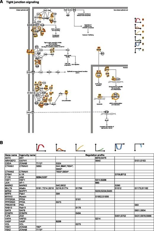 Figure 5. Tight junction signaling. (A) Tight junction signaling. MS-identified phosphoproteins are shown in gray, and those for which significantly regulated phosphosites were measured are indicated with an orange border. Each P indicates a distinct regulated phosphosite, and the color is the same as that of the cluster it belongs to, according to Figure 2A. (B) Detailed list of the phosphosites depicted in (A). The reported amino acid position refers to the protein within the protein group for which a reference number (referred to as UniProtKB) was found in PhosphoSitePlus database. Bold, functional phosphosite (according to PhosphoSitePlus); ^, a redundant site.