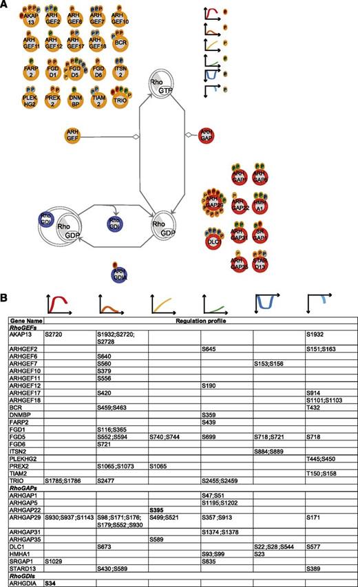 Figure 6. RhoA regulators. (A) Identified RhoGEFs, RhoGAPs, and RhoGDIs (according to the HUGO Gene Nomenclature Committee Rho GTPase activating proteins (ARHGAP), Rho guanine nucleotide exchange factors (ARHGEF), and Rho GDP dissociation inhibitor (ARHGDIA, ARHGDIB, ARHGDIG) with their regulated phosphosites. The scheme is based on Ingenuity pathway. Each P indicates a distinct regulated phosphosite, and the color is the same as that of the cluster it belongs to, according to Figure 2A. (B) Detailed list of the phosphosites depicted in (A). The reported amino acid position refers to the protein within the protein group for which a reference number (referred to as UniProtKB) was found in PhosphoSitePlus database. Bold, functional phosphosite (according to PhosphoSitePlus); ^, a redundant site.