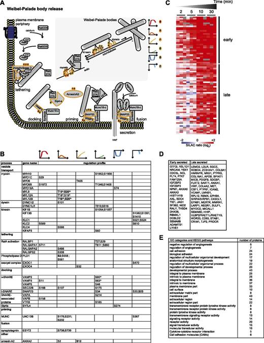 Figure 7. The secretory machinery. (A) Drawing representing the mechanisms involved in Weibel-Palade body release, based on literature data. MS-identified phosphoproteins for which significantly regulated phosphosites were measured are indicated with an orange border. Each P indicates a distinct regulated phosphosite, and the color is the same as that of the cluster it belongs to, according to Figure 2A. (B) Detailed list of the phosphosites depicted in (A). The reported amino acid position refers to the protein within the protein group for which a reference number (referred to as UniProtKB) was found in PhosphoSitePlus database. Bold, functional phosphosite (according to PhosphoSitePlus); ^, a redundant site. (C) Heat map of the SILAC (log2) ratio of 77 proteins of the BOEC secretome with increased abundance upon thrombin stimulation. The black lines indicate 2 groups of proteins with increased levels measured after 2 to 5 minutes (early) or 10 to 30 minutes (late). Colors are based on the SILAC ratio (log2) reported in supplemental Table 4. (D) List of the gene names of the proteins represented in the heat map in (C). (E) Enriched gene ontology and Kyoto Encyclopedia of Genes and Genomes categories (see also supplemental Table 5) for the proteins with increased secretion upon thrombin stimulation and reported in (D).