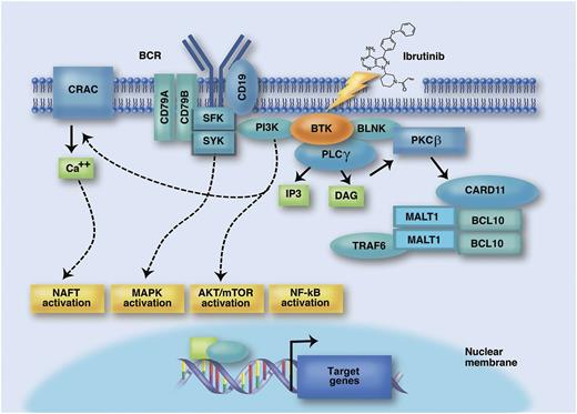 The BCR signaling pathway as a therapeutic target for the BTK inhibitor ibrutinib. The BCR is composed of a membrane immunoglobulin bound to CD79A and CD79B. Binding of the BCR by antigens/autoantigens recruit tyrosine kinases, including spleen tyrosine kinase (SYK) and Src family kinases (SFK), to the immunoreceptor tyrosine-based activation motif domain of CD79A/CD79B. This initial step translates into activation of a number of signal transduction molecules, including rat sarcoma viral oncogene homolog (RAF)-murine leukemia viral oncogene (RAF)-ERK/MAPK, PI3K, and BTK. In the PI3K arm of the pathway, AKT and mTOR relay PI3K activation to downstream targets and cell cycle regulation. On activation by the BCR, PI3K also promotes a sustained calcium uptake. One of the targets regulated by calcium elevation is the transcription factor nuclear factor of activated T cells (NFAT), which activates prosurvival genes in B cells. The BTK arm of the pathway induces phosphorylation of phospholipase C-gamma (PLCγ), which in turn promotes the production of the signaling mediators diacylglycerol (DAG) and inositol trisphosphate (IP3) and thus activates protein kinase C (PKC)β. Subsequently, PKCβ leads to phosphorylation of caspase recruitment domain family, member 11 (CARD11), recruitment of mucosa associated lymphoid tissue lymphoma translocation gene 1 (MALT1) and B-cell CLL/lymphoma 10 protein (BCL10) into a multiprotein complex, and initiation of NF-κB signaling, that ultimately activates a transcriptional program of survival, proliferation, and migration. Ibrutinib is a selective tyrosine kinase inhibitor that covalently and irreversibly binds BTK and consequently blocks BCR signaling and survival, proliferation, and migration of CLL cells. Professional illustration by Marie Dauenheimer.