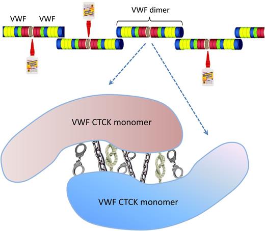 VWF is a large (∼250 kDa) protein containing multiple domains (multicolored cylinders), including the CTCK domain (thin, light-colored disk) at one end of the VWF monomer. The extreme stability of this dimer is the result of the highly unusual “triple reinforcement” architecture that includes the cysteine knot, intermolecular disulfide bridges, and intermolecular β-sheet formation (represented artistically by knotted strings, metal chains, and handcuffs). These features, together with favorable amino acid side-chain interactions and very high relative surface burial upon dimerization, allow the ultralarge VWF multimers to withstand the incredible shearing forces in the circulatory system.