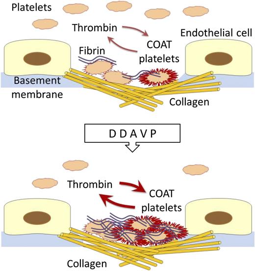 When platelets encounter a damaged vessel wall, they immediately recognize and adhere to exposed collagen and other subendothelium proteins. The adherent platelets become activated and recruit other platelets to the site of vascular injury. Meanwhile, the initiation of the coagulation cascade generates thrombin, which further activates platelets. By the combined action of thrombin and collagen, platelets express on their surface a number of specific molecules that promote both thrombin formation and cell-cell interactions (COAT platelets). It has been suggested that desmopressin infusion enhances formation of COAT platelets and thus improves the hemostatic activity of platelets.