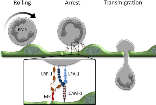 Midkine (MK) in leukocyte recruitment. Following rolling, neutrophils arrest on the inflamed endothelium and then transmigrate. The conversion from rolling to arrest is regulated by MK binding to LRP-1 and the subsequent conformational change of LFA-1 to its high-affinity state, a step required to allow firm integrin binding to ICAM-1 on the activated endothelium.